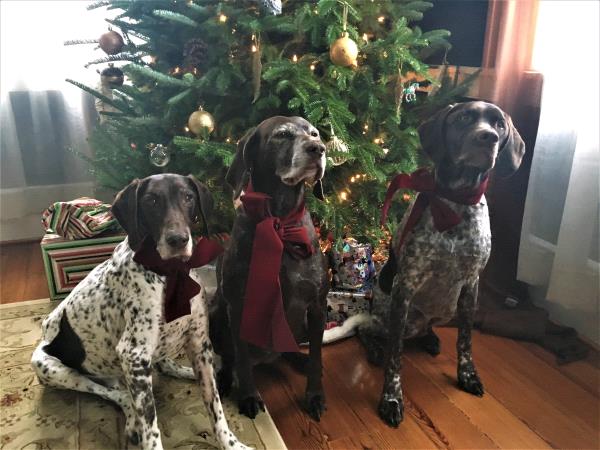 /Images/uploads/Southeast German Shorthaired Pointer Rescue/segspcalendarcontest2018/entries/8980thumb.jpg